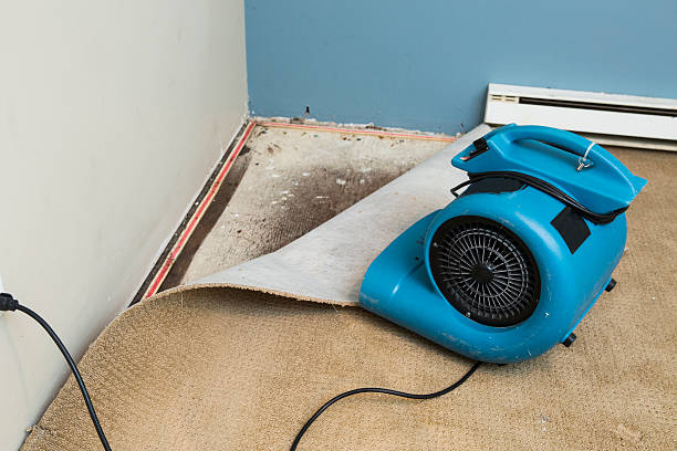Best Mold removal after water damage  in Laurel, MS